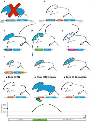 Need of orthogonal approaches in neurological disease modeling in mouse